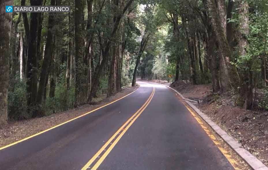 Bosque Quillín con asfalto: el bello jardín que adorna la ruta Puerto Nuevo - Quillaico