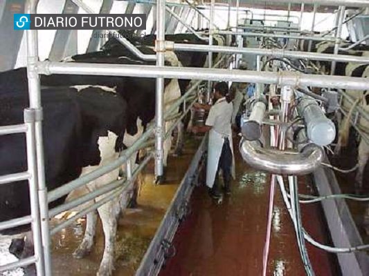 40 trabajadores cesantes por cierre de lechería en Futrono y se extrema crisis por bajo precio de la leche