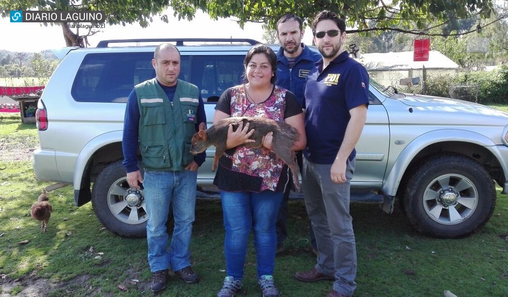 PDI Valdivia recupera pudú en Los Lagos y lo entrega para su recuperación