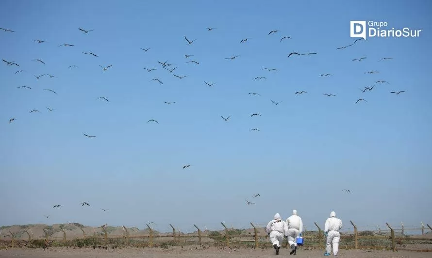 Primeros casos de gripe aviar en Chile: SAG intensifica vigilancia 