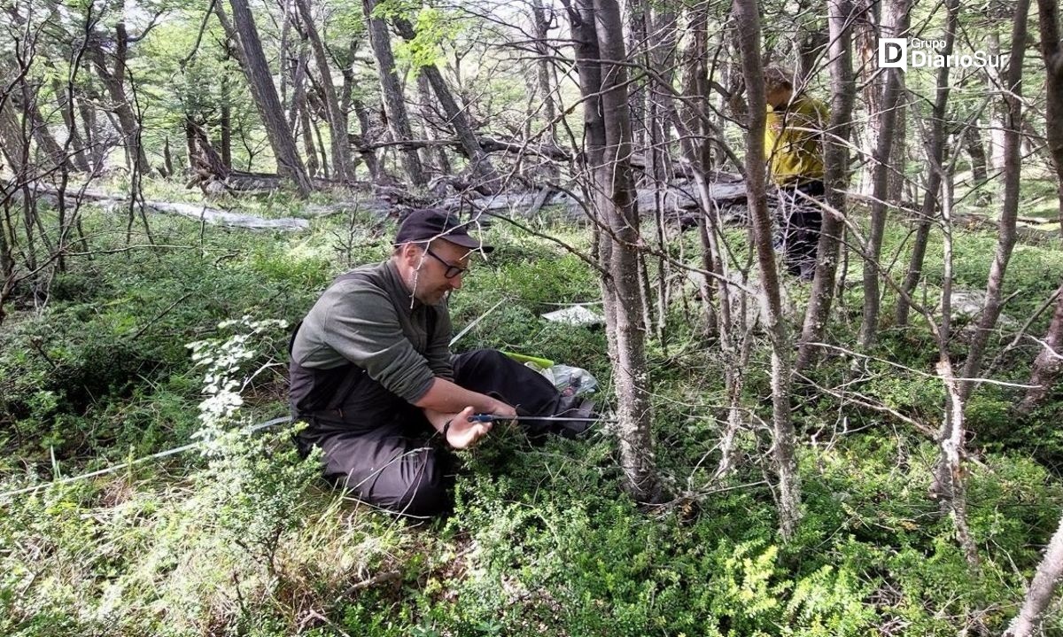 Bajo la lupa científica: Estudian los últimos bosques intactos de lenga en el Parque Nacional Torres del Paine