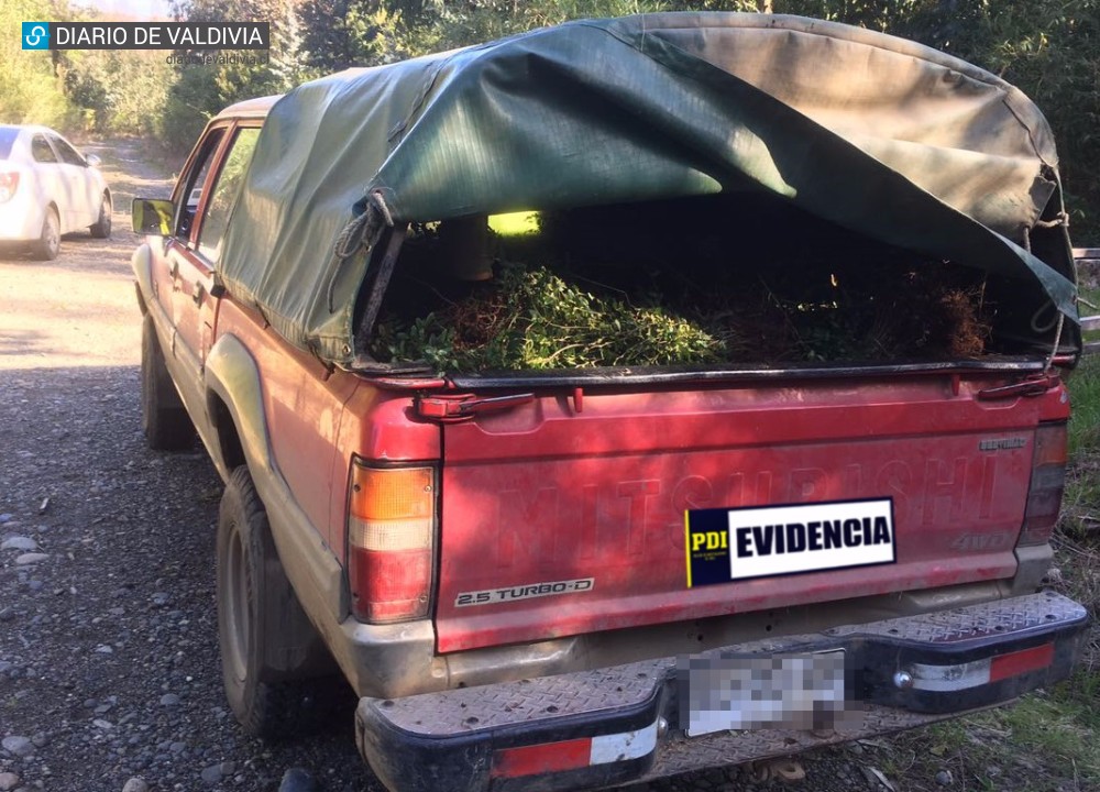 PDI detiene a tres personas por hurto de árboles nativos en Valdivia