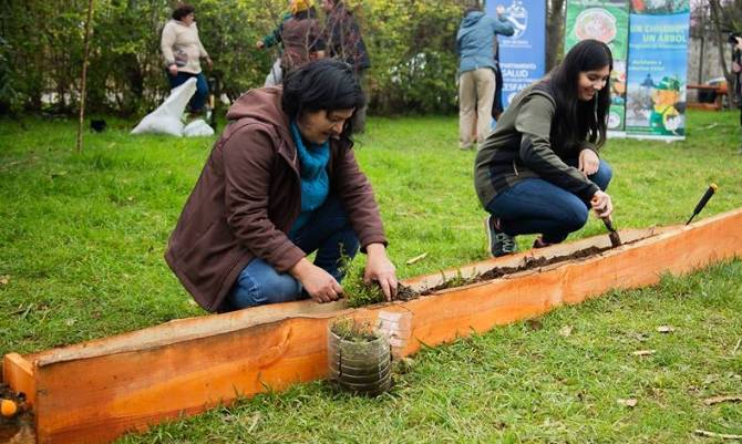 Crean huerto medicinal mapuche en Hospital de Río Bueno
