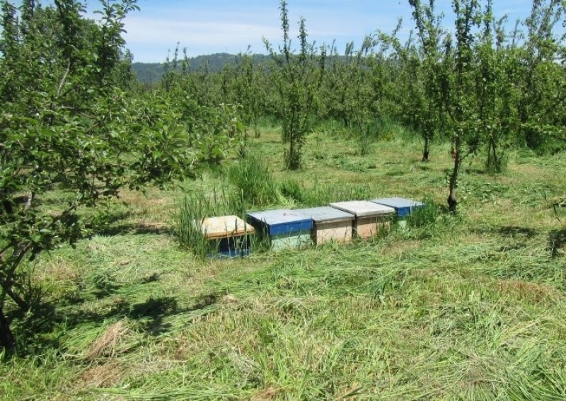 Destinarán 157 millones de pesos para los apicultores de la región