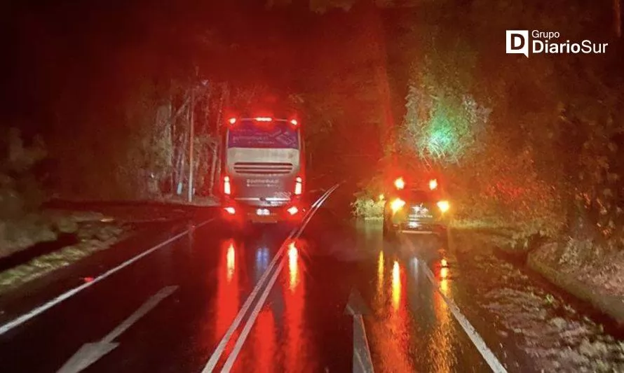 AHORA: Árbol caído en Cuesta Cero interrumpe el tránsito en el sector
