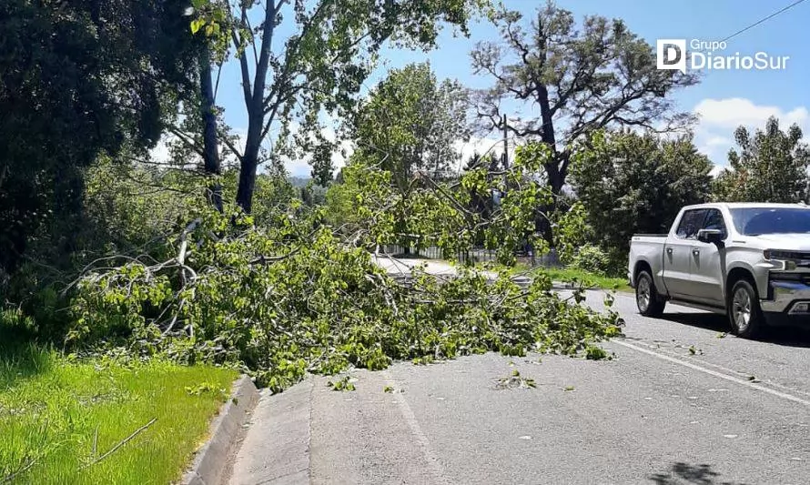 Precaución conductores: árbol cayó sobre la ruta en Coique