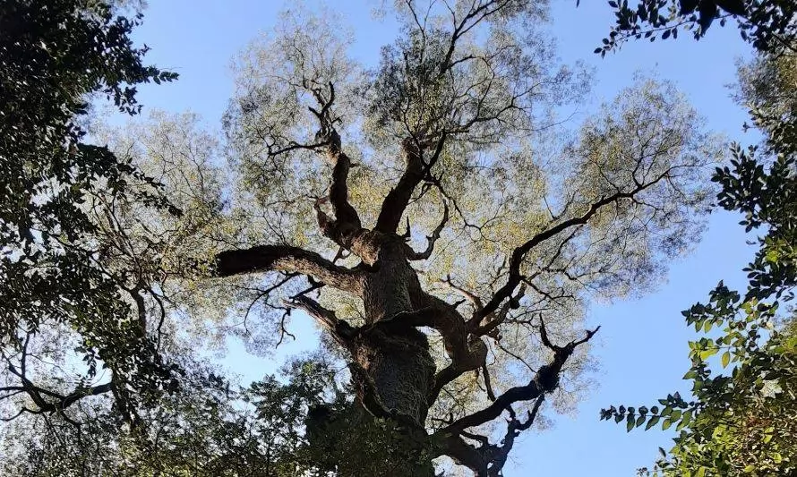 Descubren árboles valdivianos con más de 300 años 