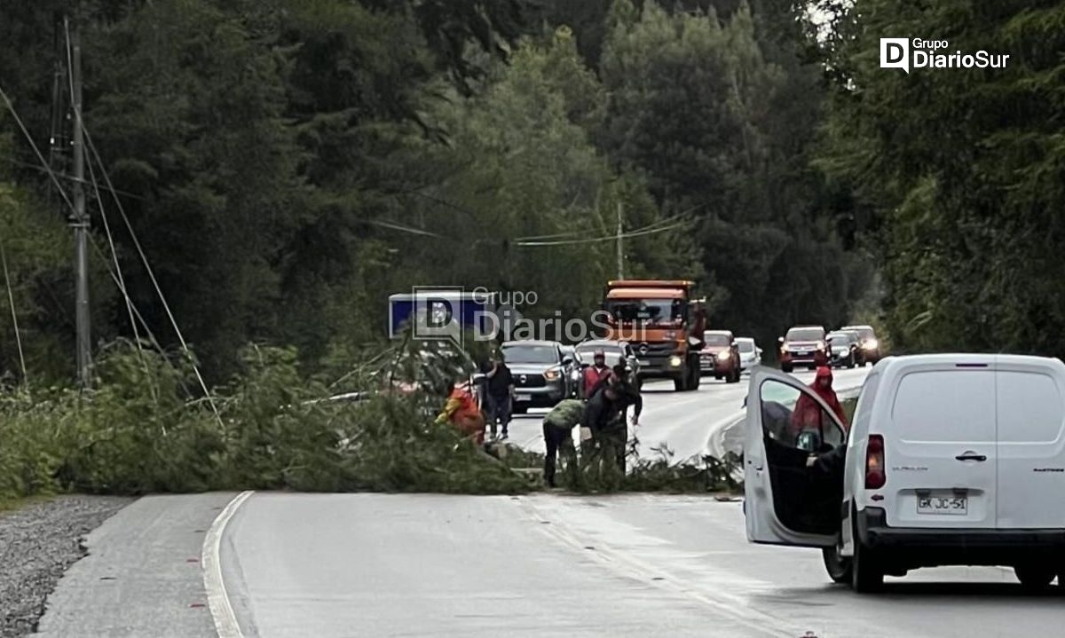 Caída de árbol en ruta Paillaco-Valdivia moviliza a Bomberos
