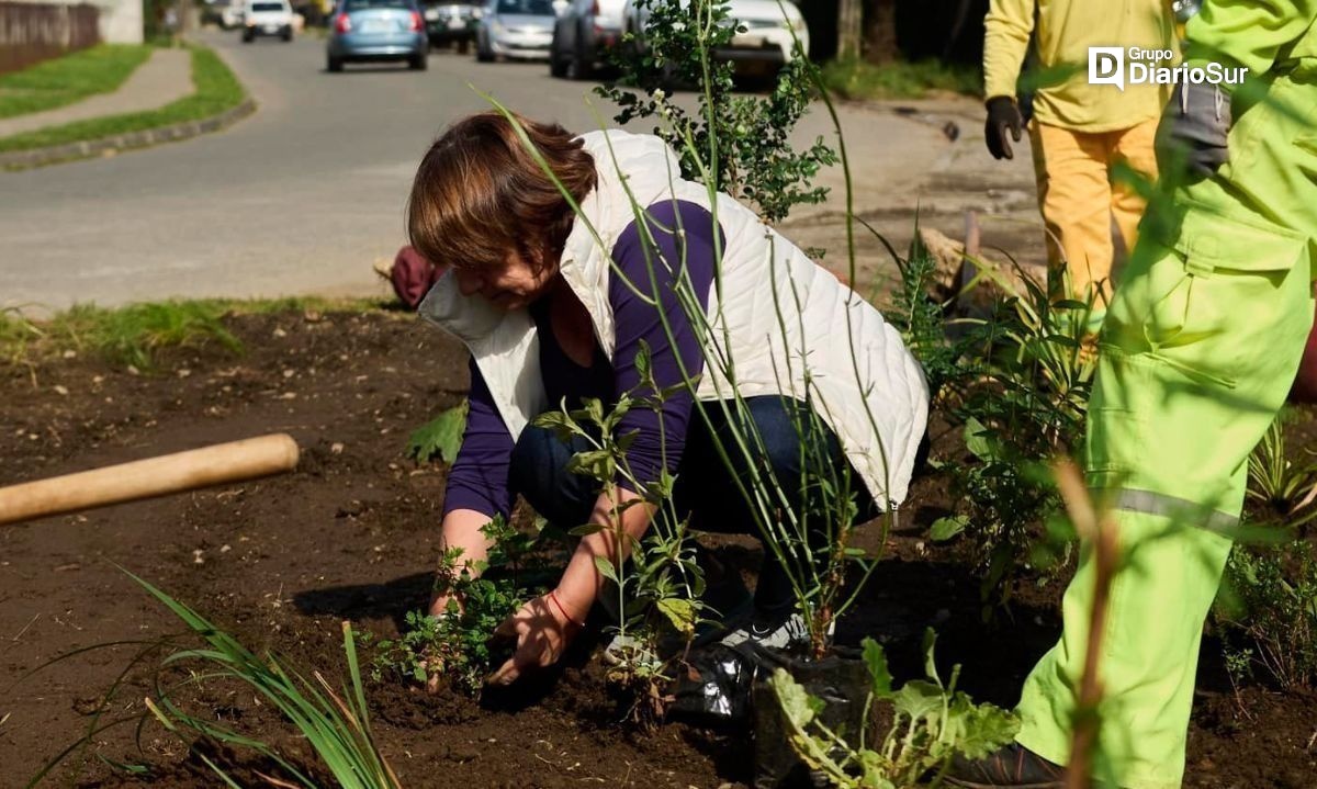 Plantan árboles nativos en barrio Las Ánimas de Valdivia