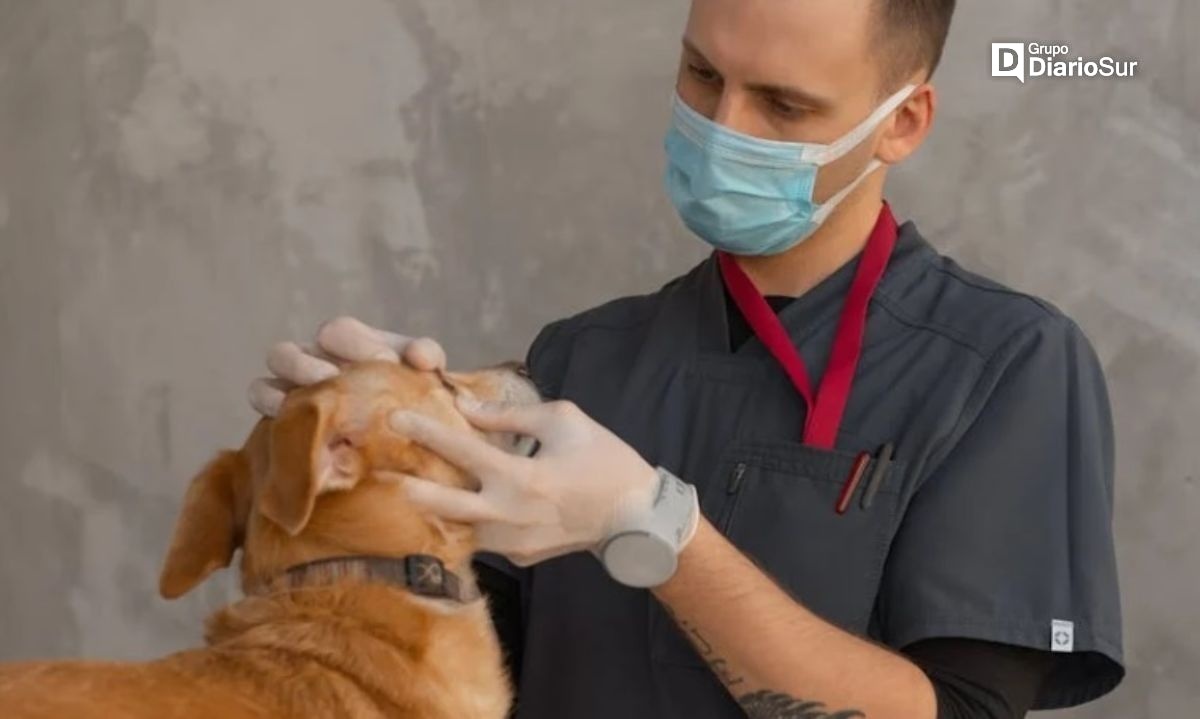 Diputados solicitan vacunación obligatoria para técnicos veterinarios