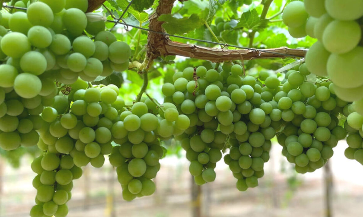 Rafael Rodríguez: Se espera llegar a 58 millones de cajas de uva de mesa esta temporada